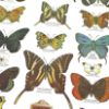 Close up of sample butterfly conservation poster