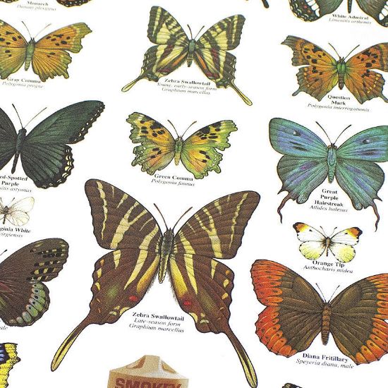 National Symbols Cache. Educational Nature Posters - Large