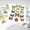 Close up of butterfly Nature Poster - Small