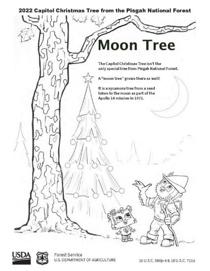 Picture of 2022 Capitol Christmas Tree Coloring Sheet #4