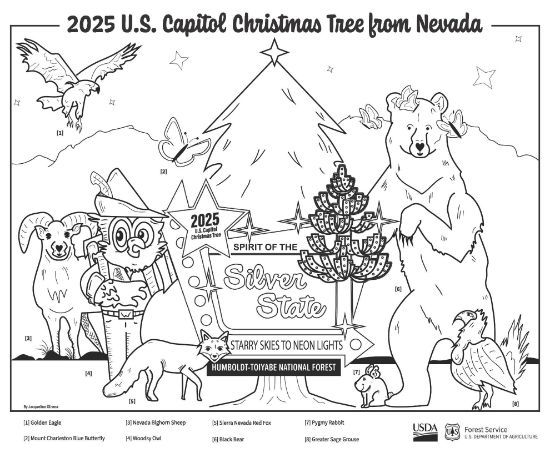Picture of 2025 Capitol Christmas Tree Coloring Sheet #1